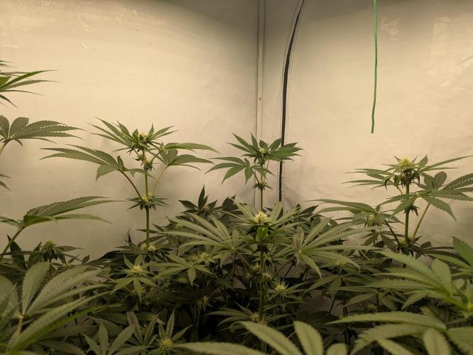 Ayahuasca purple xThe Churchx Sticky"D". Week 6