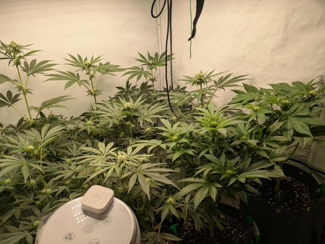 Ayahuasca purple xThe Churchx Sticky"D". Week 6