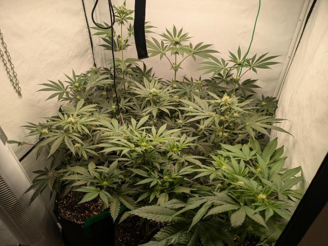 Ayahuasca purple xThe Churchx Sticky"D". Week 6