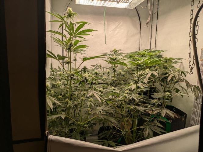 Ayahuasca purple xThe Churchx Sticky"D". Week 6