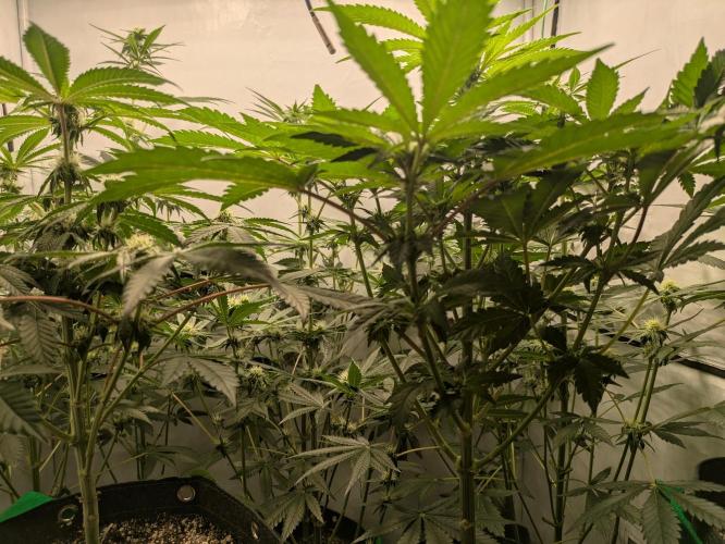 Ayahuasca purple xThe Churchx Sticky"D". Week 6