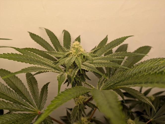 Ayahuasca purple xThe Churchx Sticky"D". Week 7