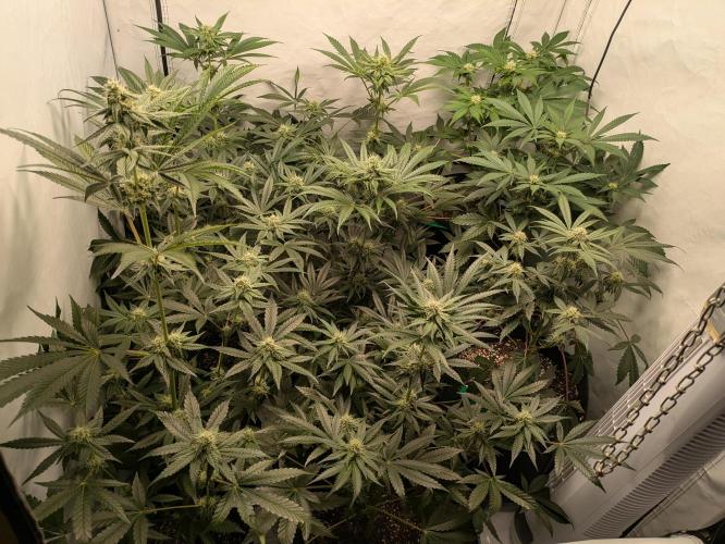Ayahuasca purple xThe Churchx Sticky"D". Week 7