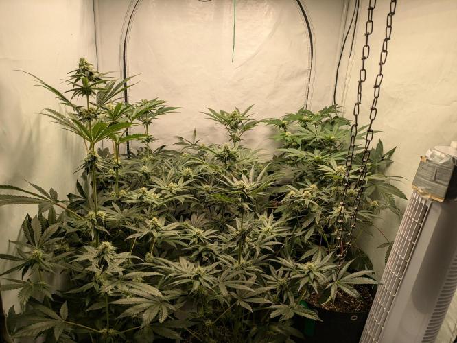 Ayahuasca purple xThe Churchx Sticky"D". Week 7