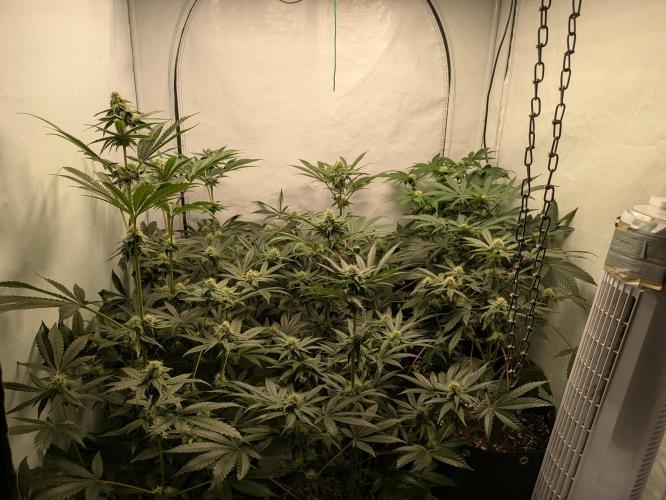 Ayahuasca purple xThe Churchx Sticky"D". Week 7