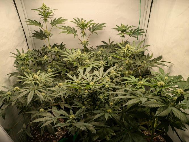 Ayahuasca purple xThe Churchx Sticky"D". Week 7