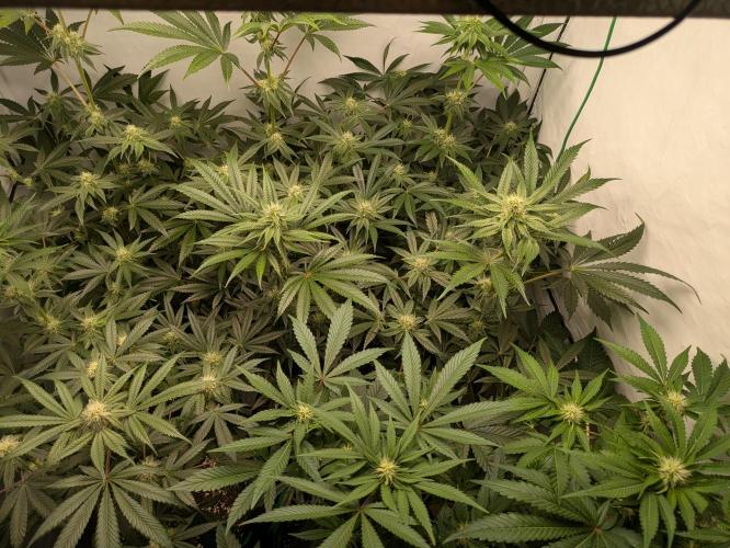 Ayahuasca purple xThe Churchx Sticky"D". Week 7