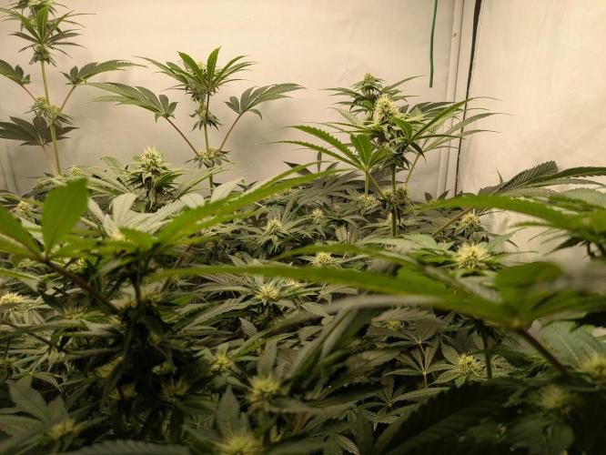 Ayahuasca purple xThe Churchx Sticky"D". Week 7