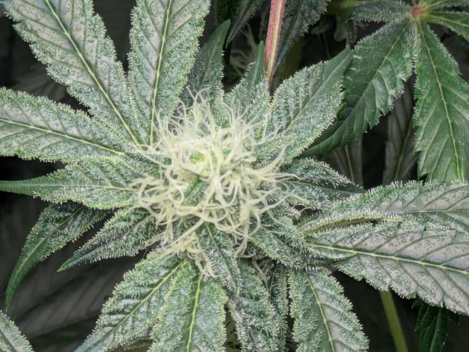 Ayahuasca purple xThe Churchx Sticky"D". Week 7