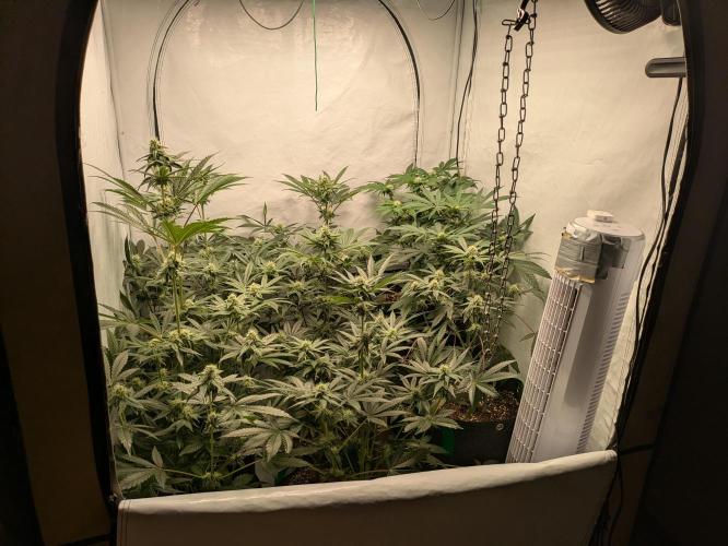 Ayahuasca purple xThe Churchx Sticky"D". Week 7