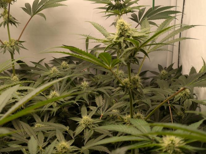 Ayahuasca purple xThe Churchx Sticky"D". Week 7