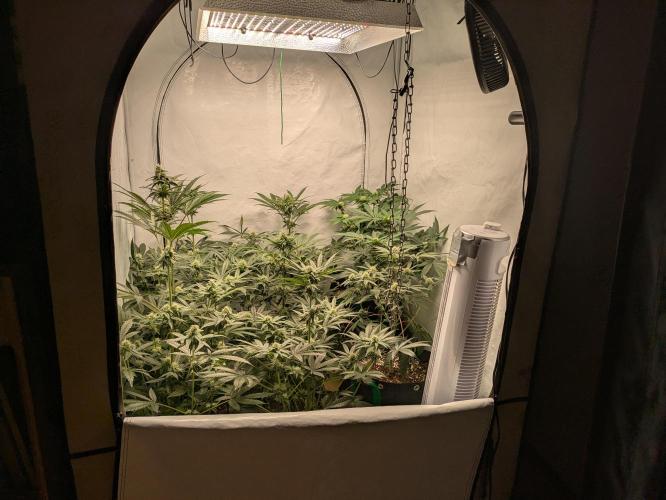 Ayahuasca purple xThe Churchx Sticky"D". Week 7