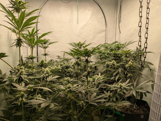 Ayahuasca purple xThe Churchx Sticky"D". Week 7