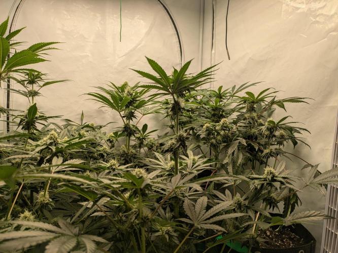 Ayahuasca purple xThe Churchx Sticky"D". Week 7