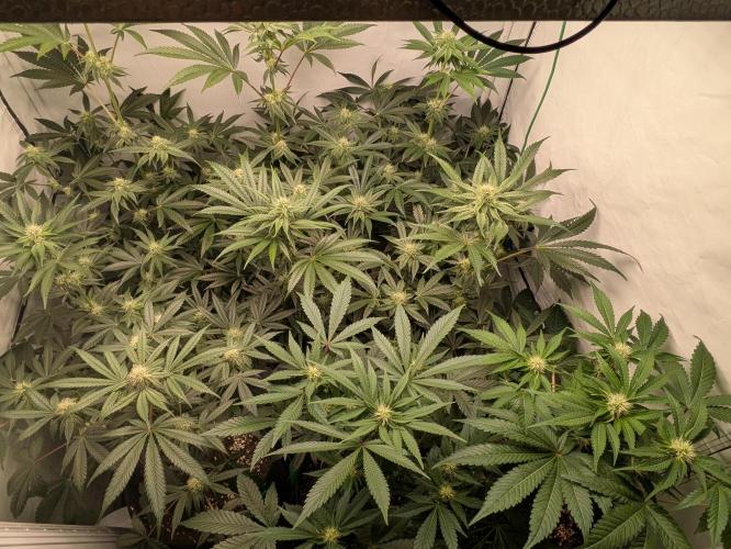Ayahuasca purple xThe Churchx Sticky"D". Week 7