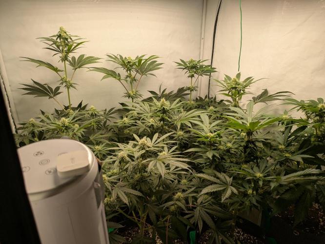 Ayahuasca purple xThe Churchx Sticky"D". Week 7