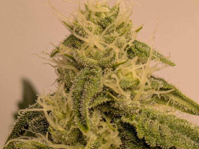 Ayahuasca purple xThe Churchx Sticky"D". Week 7
