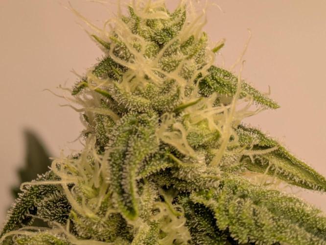 Ayahuasca purple xThe Churchx Sticky"D". Week 7