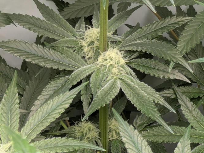 Ayahuasca purple xThe Churchx Sticky"D". Week 7