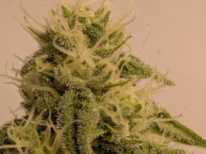 Ayahuasca purple xThe Churchx Sticky"D". Week 7