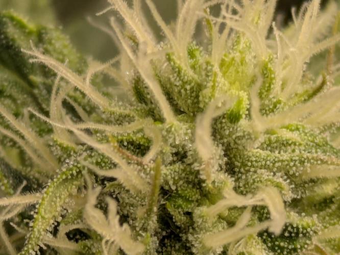 Ayahuasca purple xThe Churchx Sticky"D". Week 7