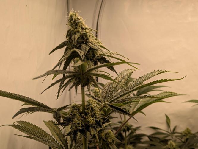 Ayahuasca purple xThe Churchx Sticky"D". Week 8