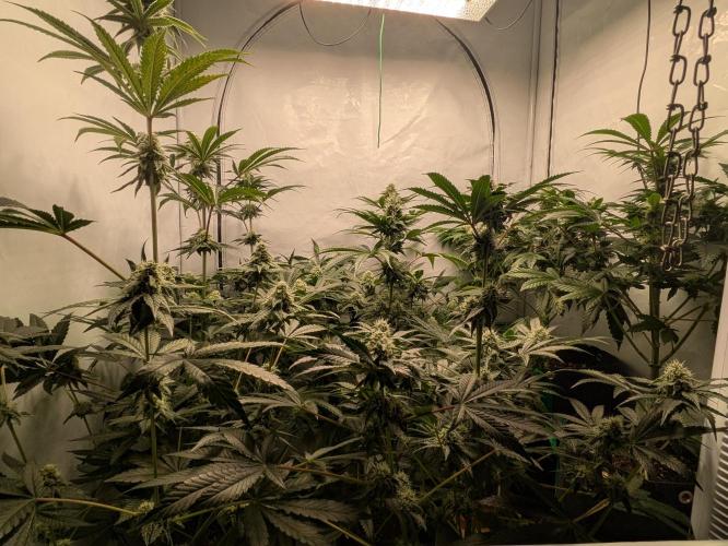 Ayahuasca purple xThe Churchx Sticky"D". Week 8