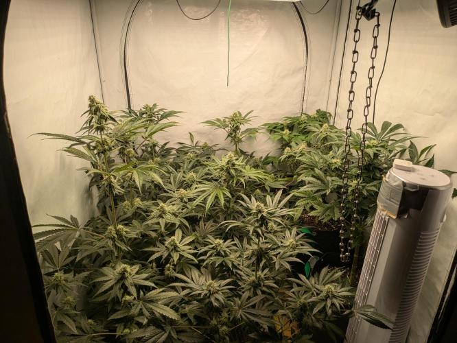 Ayahuasca purple xThe Churchx Sticky"D". Week 8