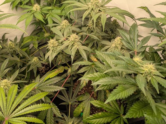 Ayahuasca purple xThe Churchx Sticky"D". Week 8