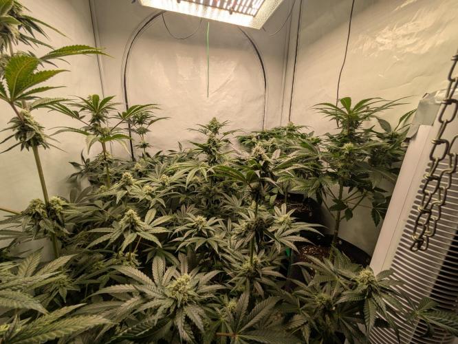 Ayahuasca purple xThe Churchx Sticky"D". Week 8