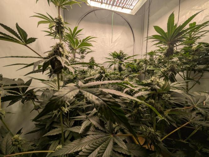 Ayahuasca purple xThe Churchx Sticky"D". Week 8