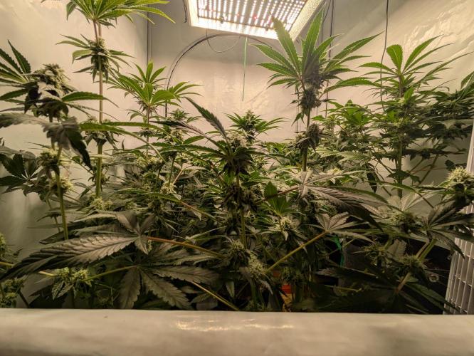 Ayahuasca purple xThe Churchx Sticky"D". Week 8