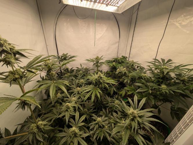 Ayahuasca purple xThe Churchx Sticky"D". Week 8