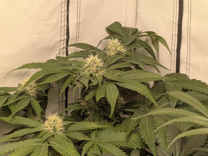 Ayahuasca purple xThe Churchx Sticky"D". Week 8