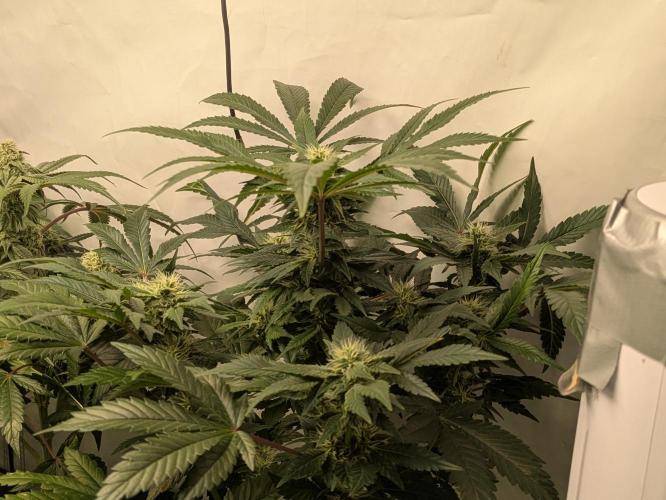Ayahuasca purple xThe Churchx Sticky"D". Week 8