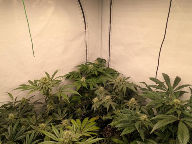 Ayahuasca purple xThe Churchx Sticky"D". Week 8