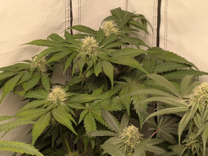 Ayahuasca purple xThe Churchx Sticky"D". Week 8