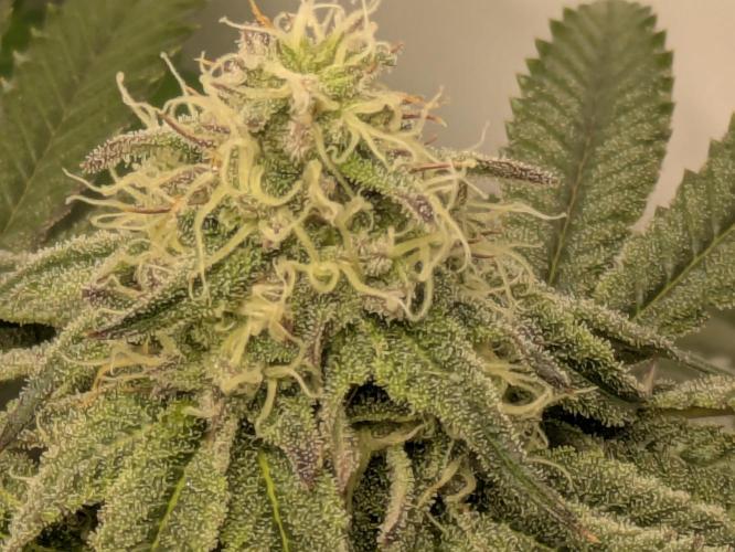Ayahuasca purple xThe Churchx Sticky"D". Week 8