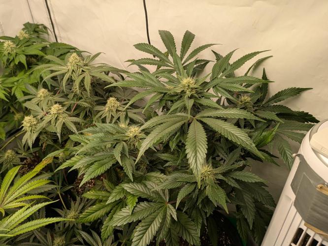 Ayahuasca purple xThe Churchx Sticky"D". Week 8