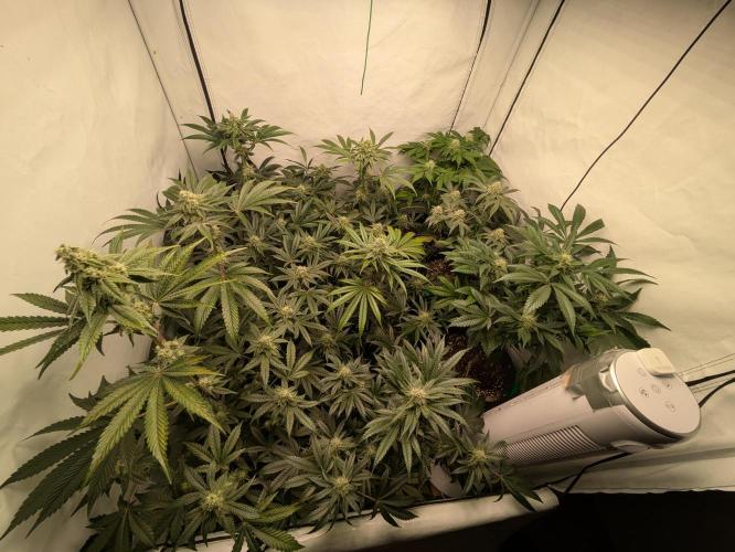 Ayahuasca purple xThe Churchx Sticky"D". Week 8