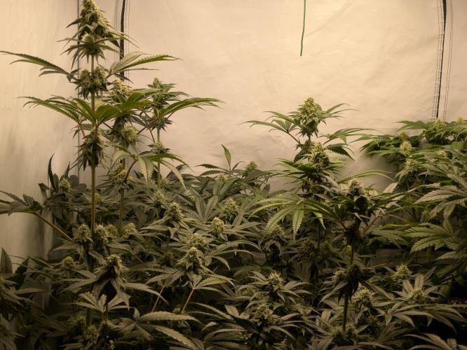 Ayahuasca purple xThe Churchx Sticky"D". Week 8