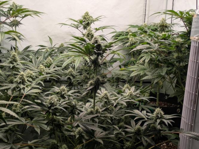 Ayahuasca purple xThe Churchx Sticky"D". Week 8