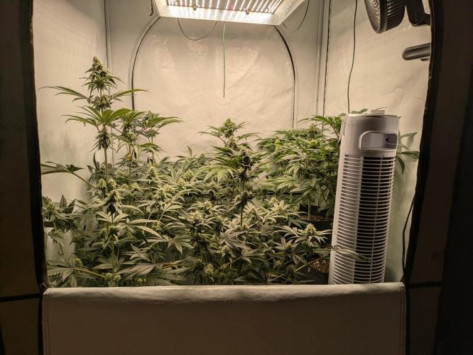 Ayahuasca purple xThe Churchx Sticky"D". Week 8