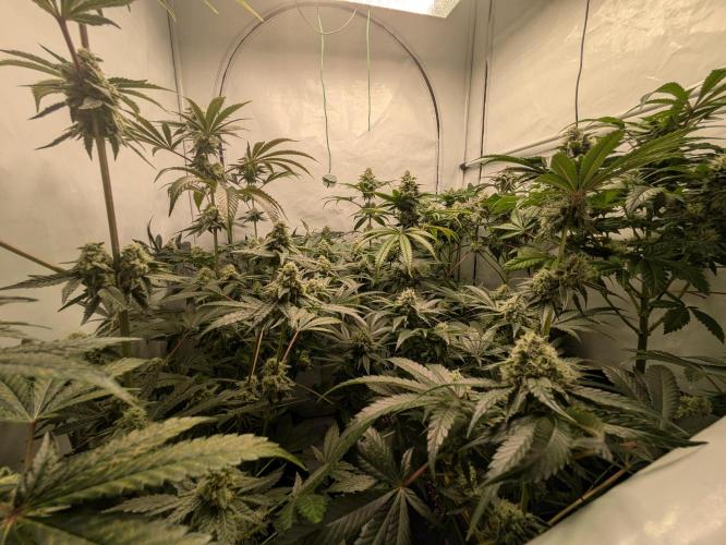 Ayahuasca purple xThe Churchx Sticky"D". Week 9