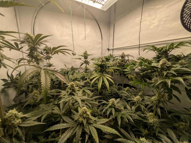 Ayahuasca purple xThe Churchx Sticky"D". Week 9