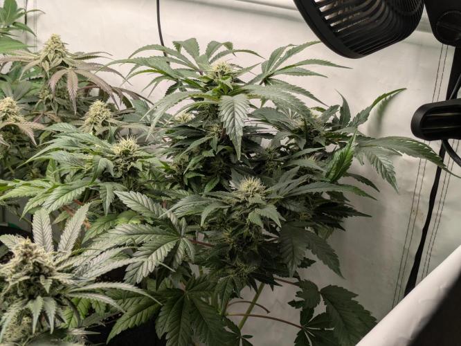 Ayahuasca purple xThe Churchx Sticky"D". Week 9 - The Church