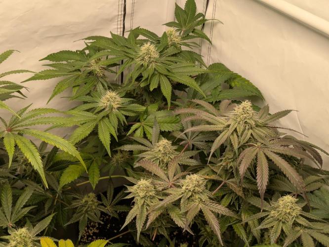 Ayahuasca purple xThe Churchx Sticky"D". Week 9 - Ayahuasca Purple