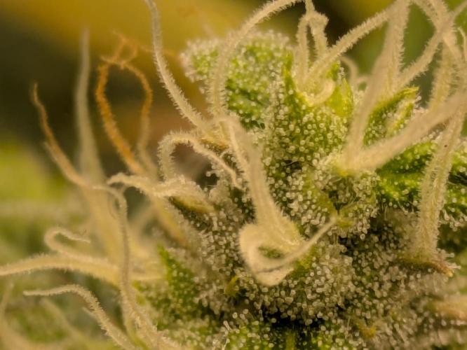 Ayahuasca purple xThe Churchx Sticky"D". Week 9