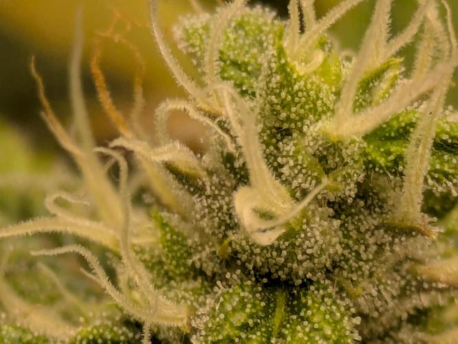 Ayahuasca purple xThe Churchx Sticky"D". Week 9
