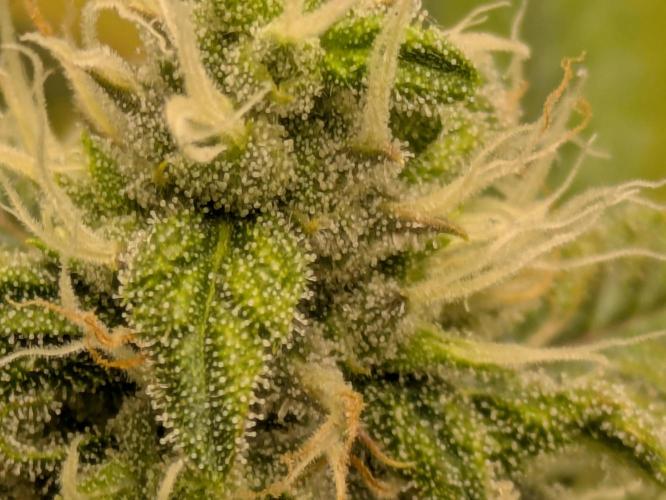 Ayahuasca purple xThe Churchx Sticky"D". Week 9